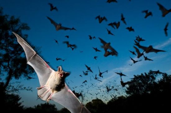 "طوفان" من الخفافيش تغزو بلدة أسترالية