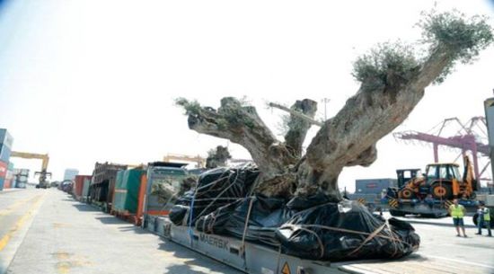 ميناء صلالة العماني ينفي  ما تم تداوله عن نقل أشجار من سقطرى للإمارات