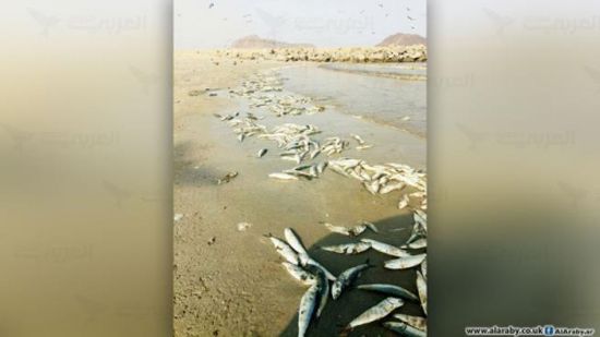 استمرار  نفوق سمك السردين يقلق الصيادين في عدن