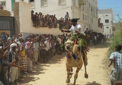 مالكو الجمال يتفننون بحنائها في سباق للهجن شرق اليمن