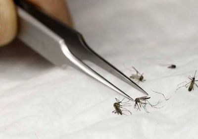 اكتشاف سر بقاء طفيل الملاريا على قيد الحياة