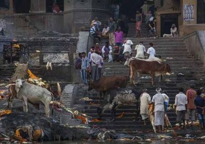 الهند.. وفاة مسلم ضربا بسبب بقرة