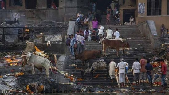 الهند.. وفاة مسلم ضربا بسبب بقرة