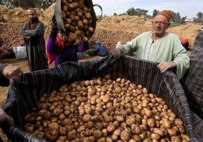 البطاطا المصرية تعود إلى روسيا