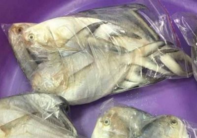 النيابة الكويتية تحقق في قضية "المسامير داخل الأسماك"