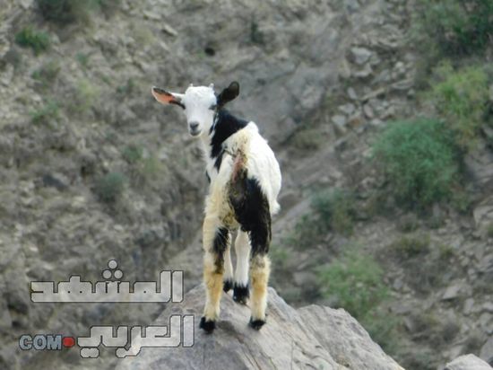 خروف العيد يفاقم معاناة الأسر اليمنية