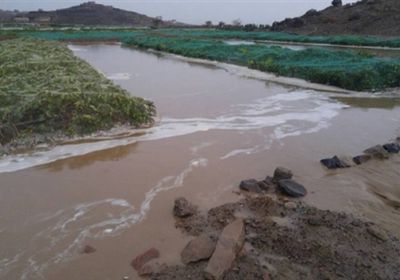 شاهد ماذا فعلت الأمطار بالأراضي الزراعية في اب؟