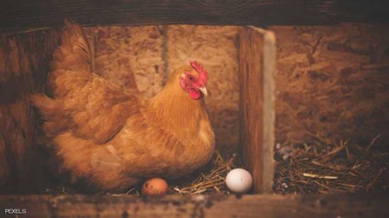 البيضة أولا أم الدجاجة؟.. العلماء يجيبون أخيرا