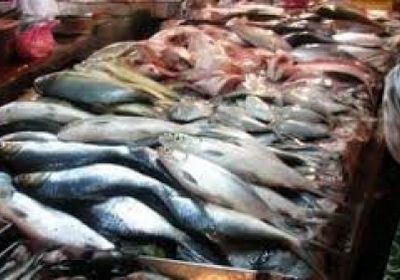 صادرات اليمن من الأسماك تحقق رقماً قياسياً