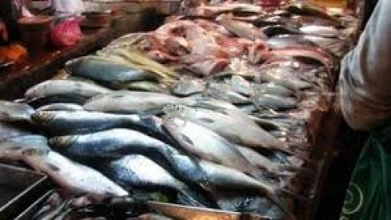 صادرات اليمن من الأسماك تحقق رقماً قياسياً