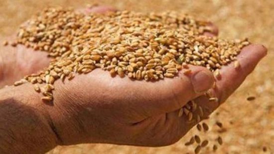 لـ 750 أسرة من صغار المزارعين.. توزيع 30 طنا من بذور القمح بمأرب