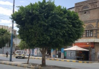 شاب يمني يسكن فوق شجرة .. لهذا السبب