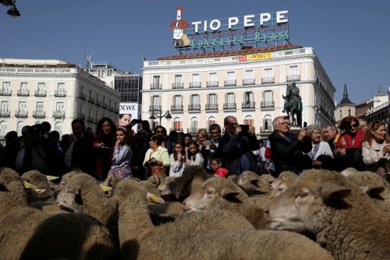 بالصور.. الأغنام تغزو شوارع مدريد الإسبانية