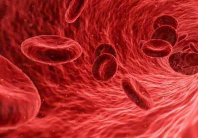 كيف تعمل الدورة الدموية بجسم الإنسان؟