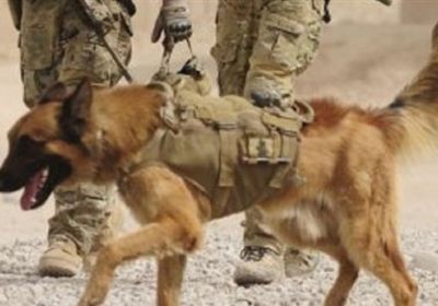 منح كلب في الجيش الأسترالي وسام الشجاعة .. تعرف على السبب