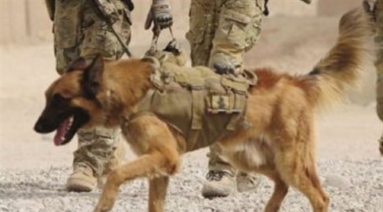 منح كلب في الجيش الأسترالي وسام الشجاعة .. تعرف على السبب