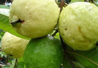 السعودية ترفع الحظر عن استيراد الجوافة المصرية الطازجة
