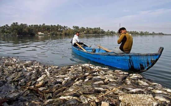 نفوق آلاف الأطنان من الأسماك في العراق «صور»