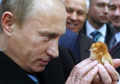 لمواجهة العقوبات الأمريكية.. بوتين يوجه بإحياء "صناعة الدجاج"