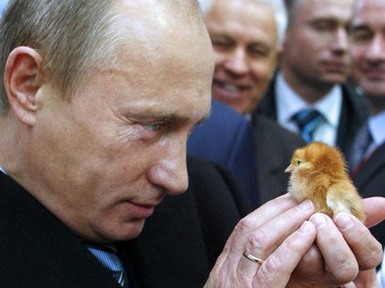 لمواجهة العقوبات الأمريكية.. بوتين يوجه بإحياء "صناعة الدجاج"