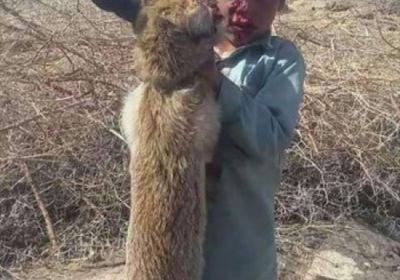 شاهد.. طفل يمني يعارك حيواناً مفترساً ويقتله خنقاً
