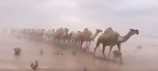 بالفيديو.. شاهد الإبل السعودية وهي تسير وسط السيول!