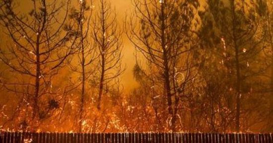 ارتفاع عدد ضحايا حرائق الغابات فى ولاية كاليفورنيا الأمريكية لـ80 قتيلا