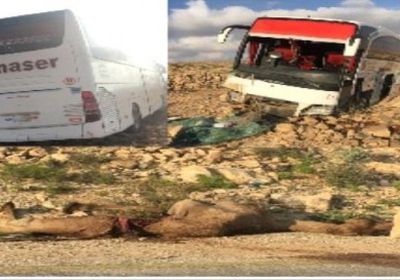 "جمل" يتسبب في حادث مروع لمجموعة من المعتمرين بحضرموت