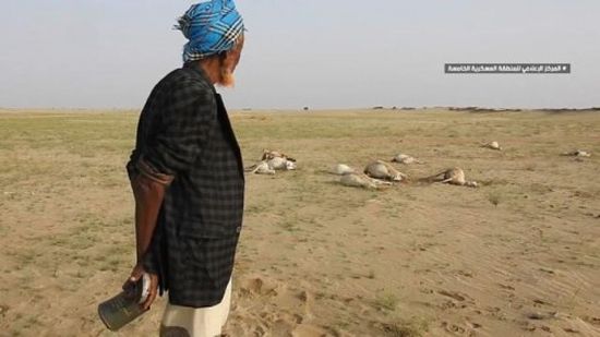 مواطن فقد 30 رأسًا من الماشية: الله يخلصنا من عبدالملك الحوثي 