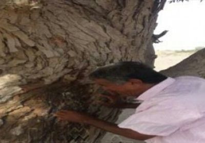 شجرة تثير دهشة الأهالي بمديرية تبن بلحج.. تعرف على السبب