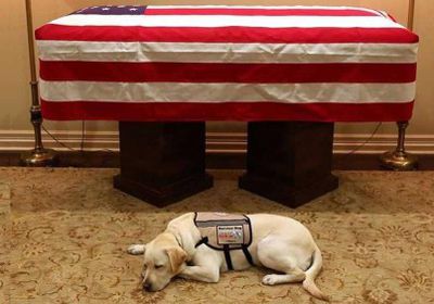 الكلب الوفي لجورج بوش الأب بعد رحيله