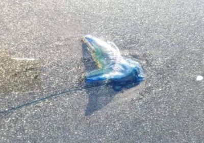 طبيب يكشف عن تفاصيل جديدة لقنديل البحر الذي هاجم مرتادي ساحل أبين