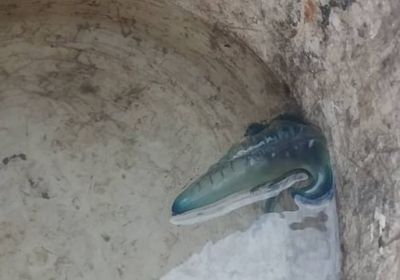 العثور على كائن بحري غريب بسواحل حضرموت (صور)