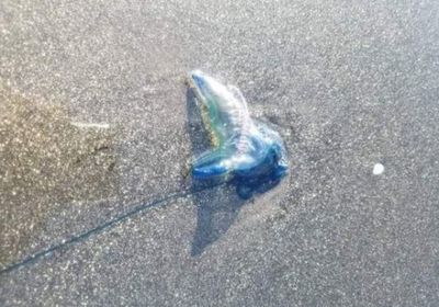 العثور على كائن بحري سام بشواطئ تلك المحافظة.. تفاصيل
