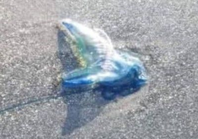 خفر السواحل تحذر من كائن بحري بشواطئ سقطرى