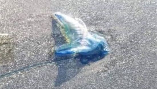 خفر السواحل تحذر من كائن بحري بشواطئ سقطرى