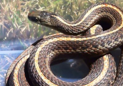 العثور على ثعبان ضخم ومرعب في حضرموت (صورة)