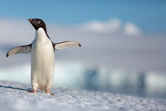 شركة ديزني تطرح الإعلان الأول للفيلم الوثائقي Penguins