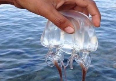 قناديل البحر تصيب شخصين بتسمم في ساحل قصيعر 