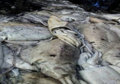 ضبط 200 كيلو من أسماك الحبار مُهربة بشبوة 