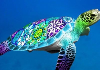 دعوات لحماية السلاحف البحرية من القتل في عدن