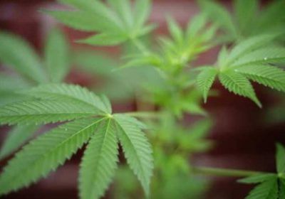 "كيركلاريلي" أحدث محافظات تركيا لإنتاج القنب الهندي