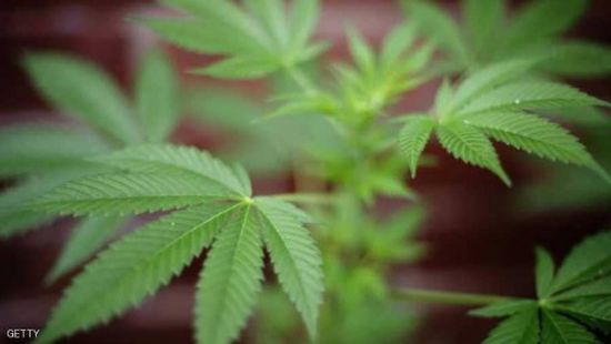 "كيركلاريلي" أحدث محافظات تركيا لإنتاج القنب الهندي