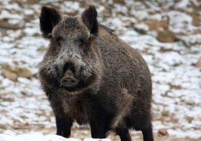 بولندا تحمي مزارعها من الإنفلونزا المميتة بذبح 200 خنزير بري