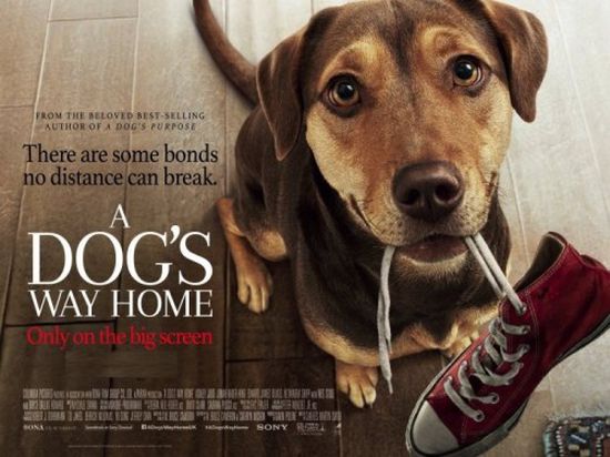 بعد 3 أيام.. فيلم A Dog's Way Home يحصد 12 مليون دولار 