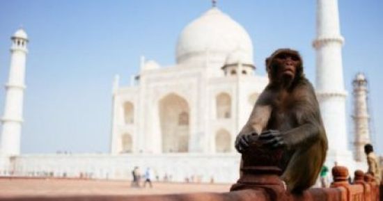 الشرطة الهندية تطارد القرود بالنبال في مزار تاج محل