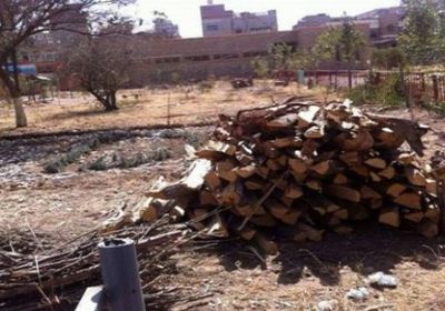 حتى الأشجار لم تسلم من الحوثيين في صنعاء.. هكذا تدمر المليشيات تراث اليمن