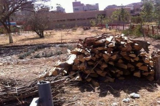 حتى الأشجار لم تسلم من الحوثيين في صنعاء.. هكذا تدمر المليشيات تراث اليمن