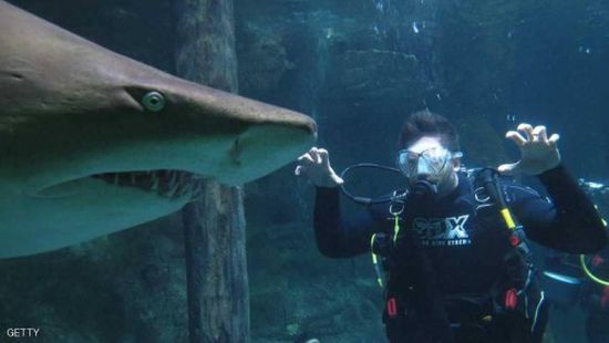 90 ألف دولار منحة أسترالية لصناعة بدلة غطس مقاومة لسمكة القرش