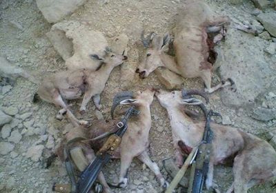 تعميم هام بشأن الحيوانات المعرضة للانقراض في شبوة 